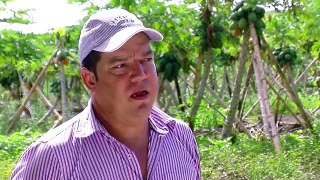 How to Grow Papaya - TvAgro By Juan Gonzalo Angel