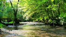 Relaxing River Sounds 4K - Gentle River, Nature Sounds, Singing Birds Ambience