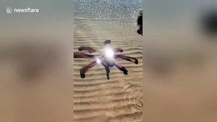 Friendly octopus swims up to tourists to 'show off'