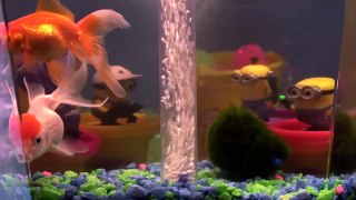 Bedtime Lullaby Songs - Minions watching goldfish 30 Minutes sleep time Fish Tank