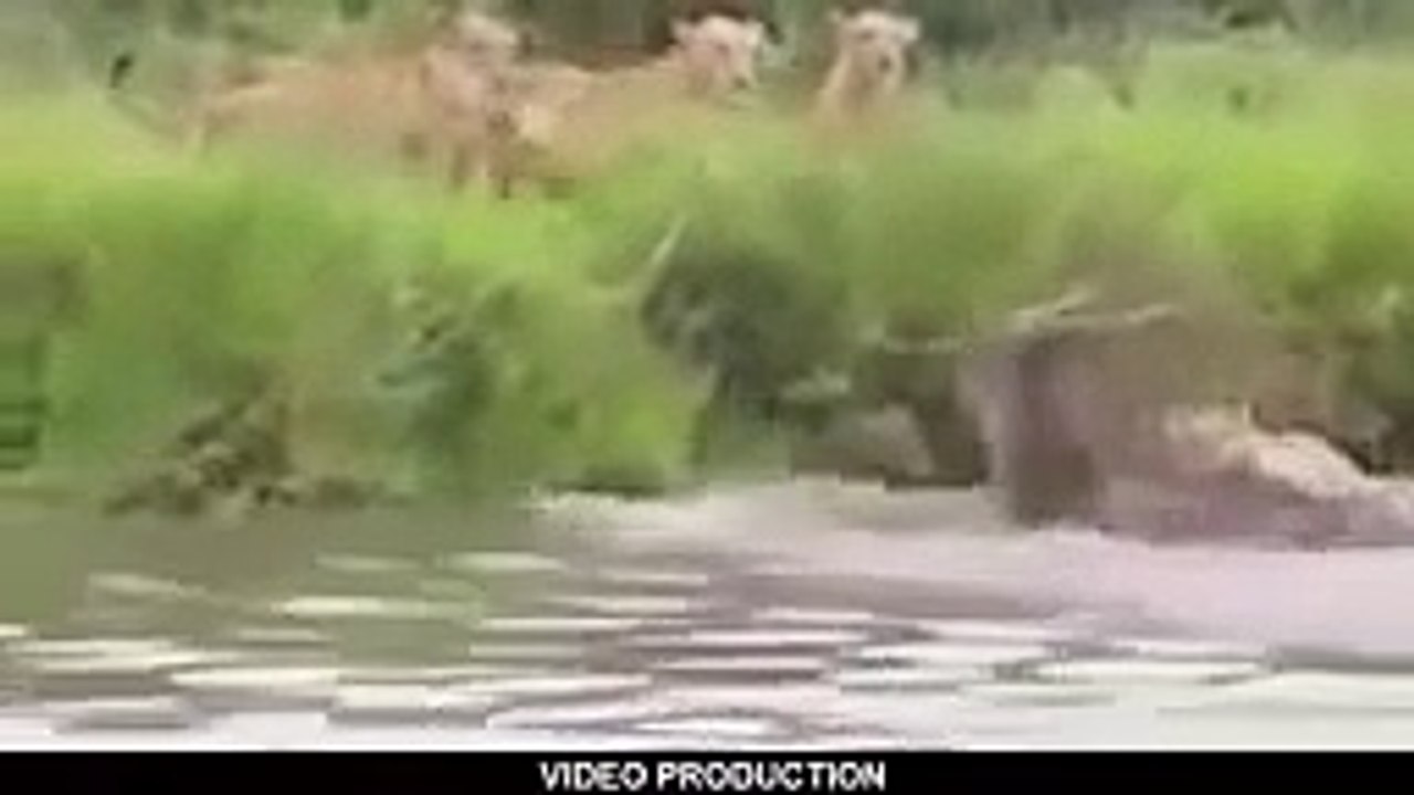 10 les féroce combats animaux sauvages