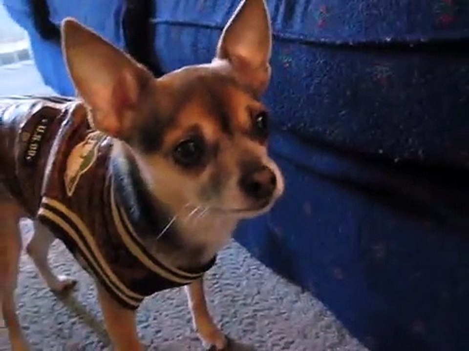 Dew gets a winter jacket