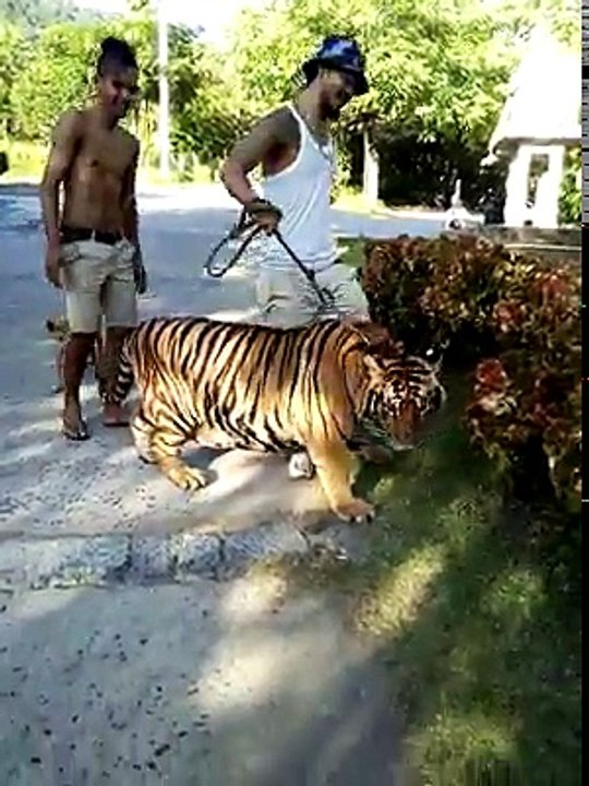 funny video .
