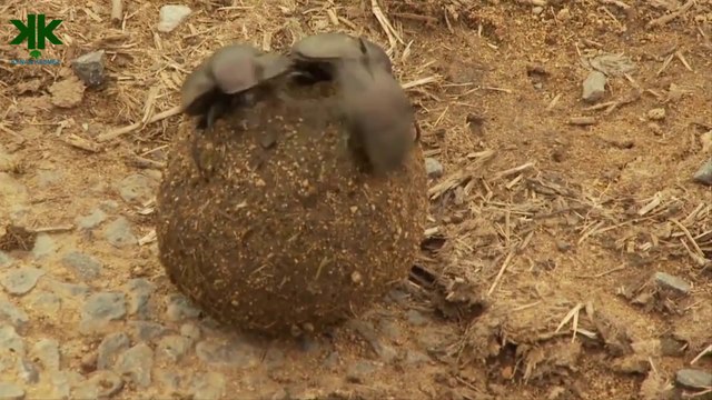 Bok Böceği Belgeseli - Tarihte Bok Böcekleri (Kenan Kesmez farkı ile)