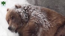 Hayvanlarda kış uykusu ve yaz uykusu belgeseli