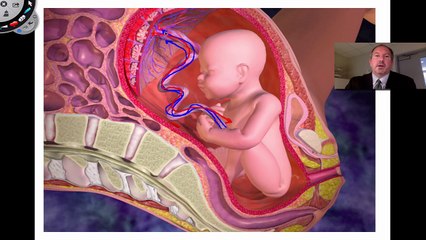 Placenta Anatomy & Function 🩺