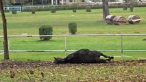 Ce cheval kiffe se rouler dans les feuilles à l'automne !