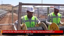 Şanlıurfa Ot Yetişmeyen Araziler, 'Ges Tarlası'na Dönüştü 2