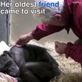 This terminally ill chimpanzee was just waiting to die, until her best friend came to visit one last time