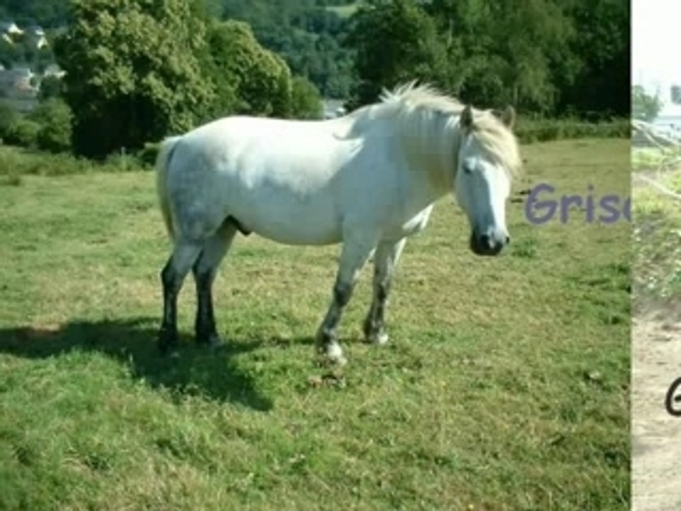 Les poneys de mon centre équestre