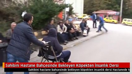 Sahibini Hastane Bahçesinde Bekleyen Köpekten İnsanlık Dersi