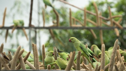 The "Birdman" Of Gujarat Feeds Thousands Of Birds Every Day