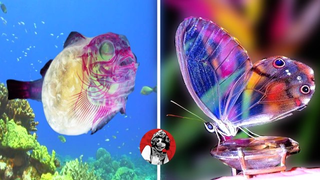 LOS 7 ANIMALES CRISTALINOS MAS IMPACTANTES Y MISTERIOSOS DEL UNIVERSO | OSCAR JACK