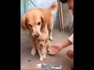 Evladını Kimselere Elletmeyen Anne Köpek