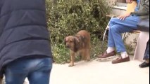 Sahibini Hastane Bahçesinde Bekleyen Köpekten İnsanlık Dersi