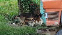 Phối giống chó nuôi. Street dogs mating competition. Dog mating season part 03