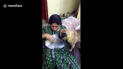 Jealous dog won't let mom feed human brother