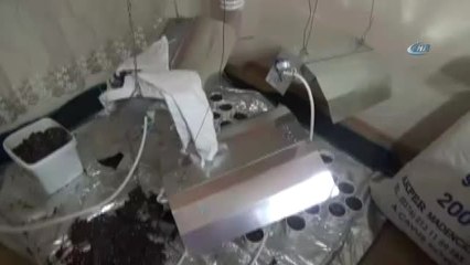 Operasyon Yapılan Evden Uyuşturucu Bahçesi Çıktı