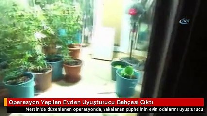 Operasyon Yapılan Evden Uyuşturucu Bahçesi Çıktı