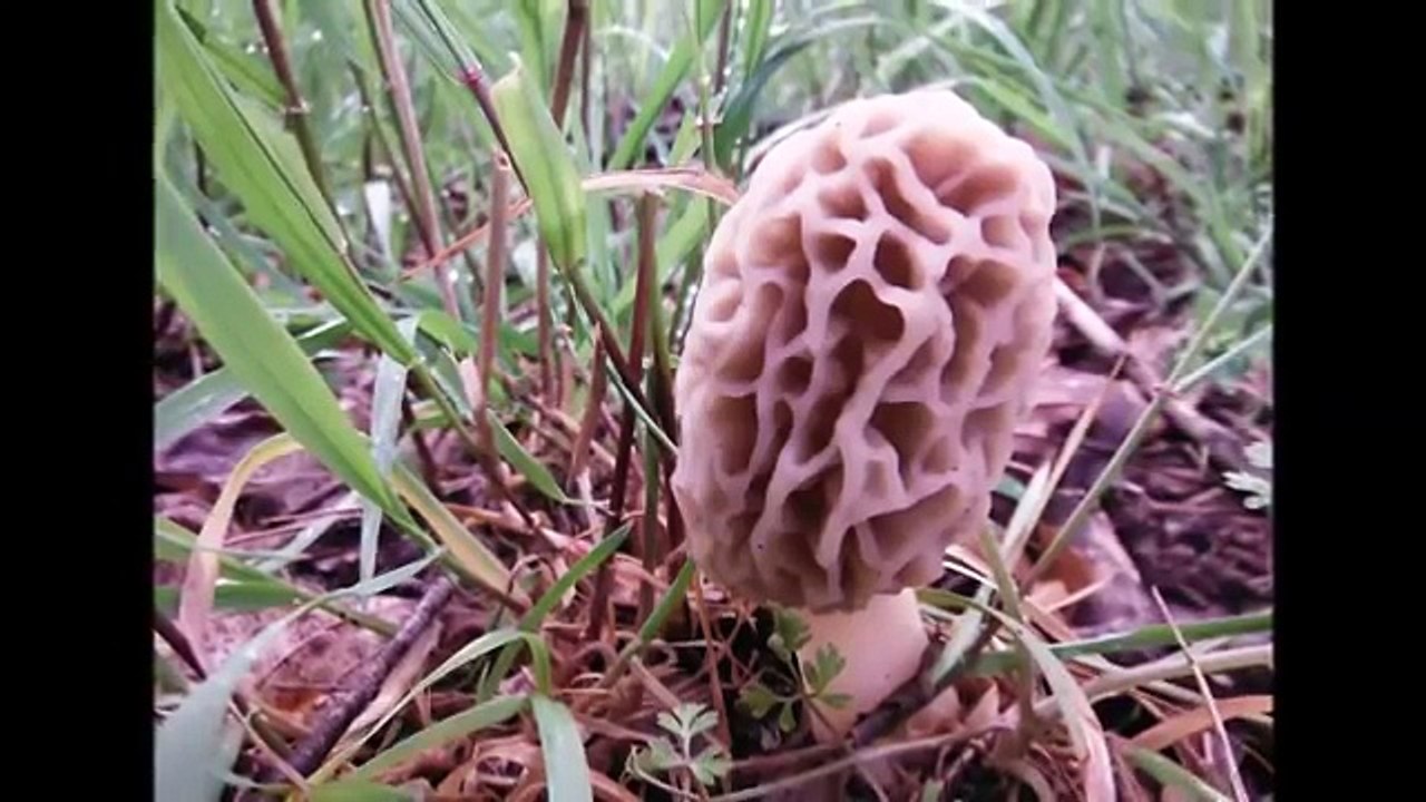 Cooking Morel Mushrooms