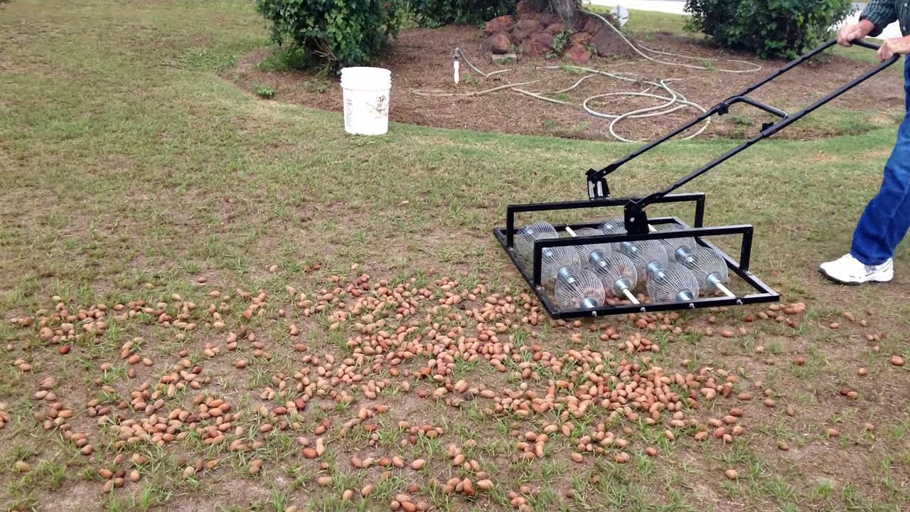 Le ramasse noisettes de compétition