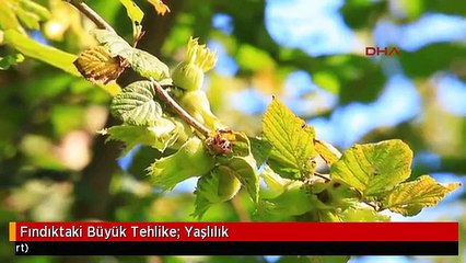 Fındıktaki Büyük Tehlike; Yaşlılık