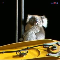 ڈرلنگ رگ سے کوالا کو بچا لیا گیا