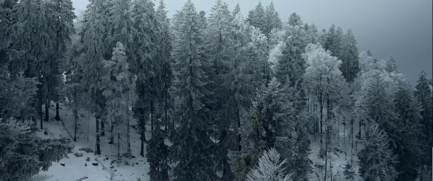 SONS OF BITCHES - Trailer