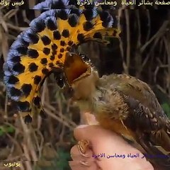 Allah ka mojza الله کا معجزة یا امتحان hd Allah, Allah ka Mujza hd