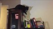 Adorable Kitty Chases Its Tail On Top of Cupboard