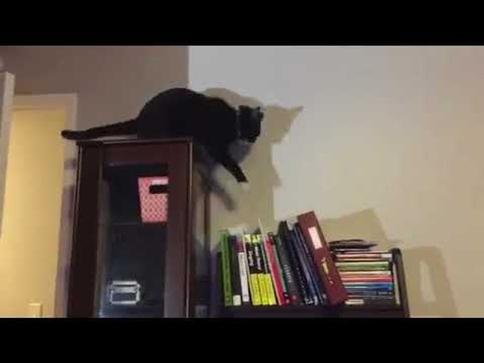 Adorable Kitty Chases Its Tail On Top of Cupboard