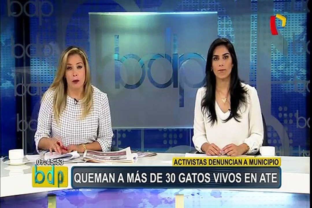 Ate: vecinos responsabilizan a municipio por quemar vivos a gatos