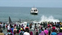 Indonesian locals battle to free beached whales