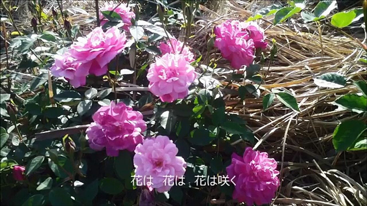 花は咲く