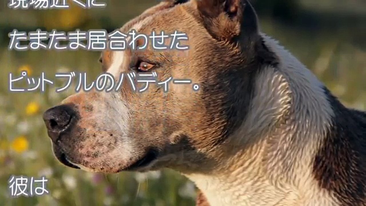実の息子を川に沈めて、おぼれさせようとしていた母親。一匹のピットブルが、それを察知し少年を救うため駆けつける！！【感動する話】