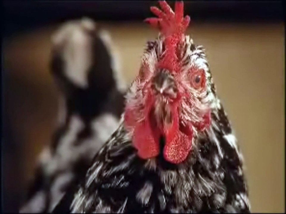 Sacré coq de ferme !!!!