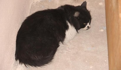 Kediye işkence... Ayağı, bağlanan ip yüzünden kangren oldu