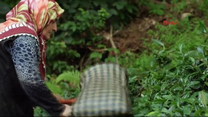 Çay tarlalarında inanılmaz bisiklet şov