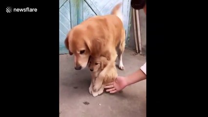 Protective dog prevents puppy from shaking hands with owner