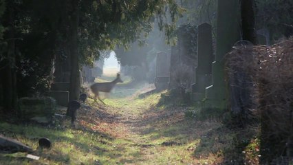 Vienne avant la nuit - Bande annonce