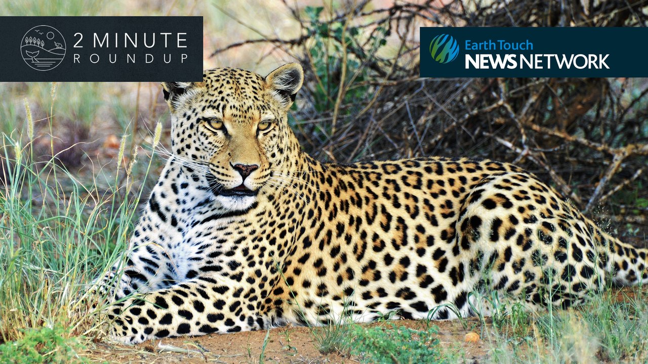 Illegal wolf hunt, cave lion cub & a bizarre frilled shark