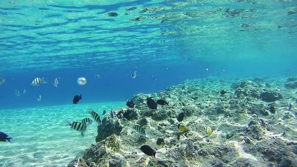 Awesome girl freestyle underwater - eps 2