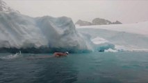 ما المغزى من سباحة لويس بوغ في القارة القطبية الجنوبية؟