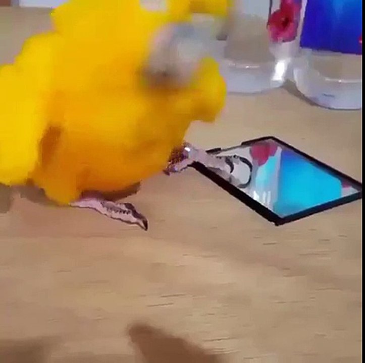 Mais qui a dit que les perroquets ne savent pas danser