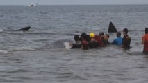 Nueve cachalotes quedan varados en una playa de Indonesia