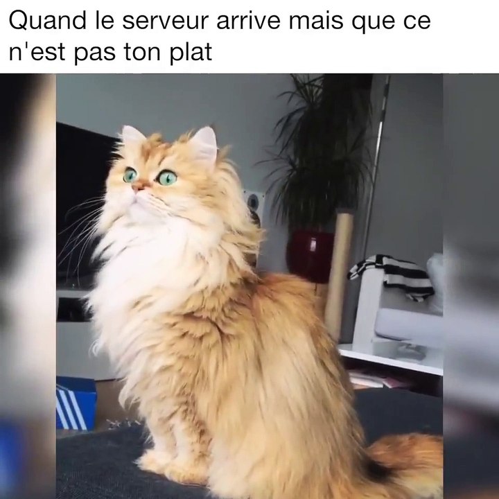 Quand le serveur arrive mais que ce n'est pas ton plat !