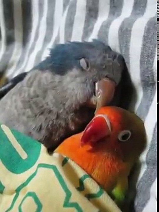 2 oiseaux dorment ensemble dans un lit !