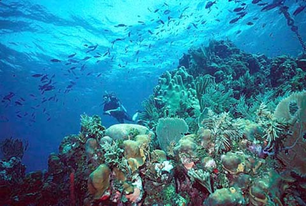Awesome underwater girls with coral reefs view