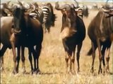 Intelligent Animals: HYENAS Eating, Mating, Laughing [Full Nature/Wildlife Documentary]