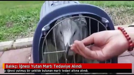 Balıkçı İğnesi Yutan Martı Tedaviye Alındı